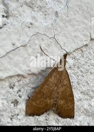 Attēlu rezultāti vaicājumam “Udea fulvalis”