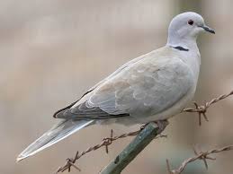 Attēlu rezultāti vaicājumam “Collaria sp.”