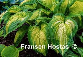 Image result for Hosta Warpaint