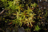 Attēlu rezultāti vaicājumam “Bryoerythrophyllum recurvirostrum sporophyte”