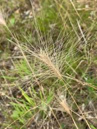 Attēlu rezultāti vaicājumam “Hordelymus europaeus leaf”