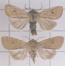 Attēlu rezultāti vaicājumam “Orthosia sp.”