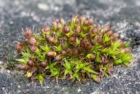 Attēlu rezultāti vaicājumam “Orthotrichum diaphanum sporophyte”