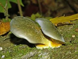 Attēlu rezultāti vaicājumam “Panellus serotinus”