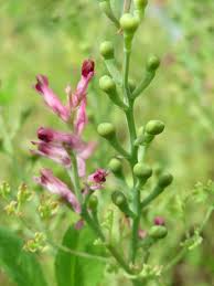 Image result for Fumaria officinalis