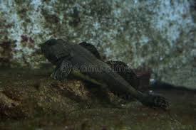 Image result for Myoxocephalus scorpioides