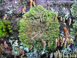 Attēlu rezultāti vaicājumam “Physconia detersa”