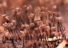 Attēlu rezultāti vaicājumam “Cribraria cancellata macro”