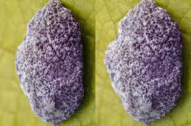 Attēlu rezultāti vaicājumam “Nectriopsis violacea”