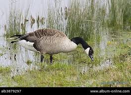 Attēlu rezultāti vaicājumam “Branta canadensis adult”