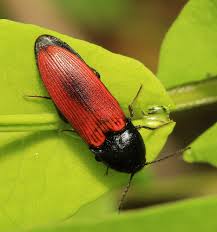 Attēlu rezultāti vaicājumam “Ampedus sanguinolentus”