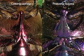 Attēlu rezultāti vaicājumam “Potosia cuprea imago”