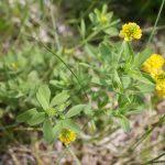 Attēlu rezultāti vaicājumam “Trifolium aureum leaf”