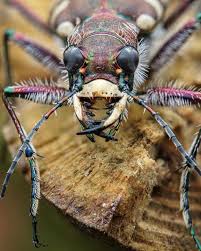 Attēlu rezultāti vaicājumam “Cicindela hybrida”