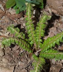 Attēlu rezultāti vaicājumam “Polystichum braunii”