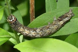 Attēlu rezultāti vaicājumam “Allophyes oxyacanthae”