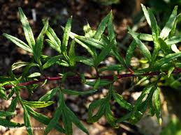 Attēlu rezultāti vaicājumam “Artemisia vulgaris”