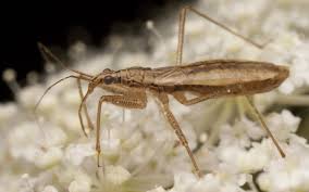 Attēlu rezultāti vaicājumam “Nabis limbatus”