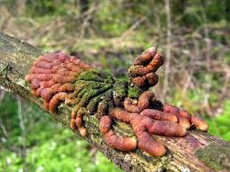 Attēlu rezultāti vaicājumam “Hypocreopsis lichenoides”
