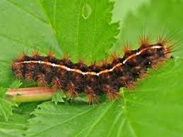 Attēlu rezultāti vaicājumam “Diacrisia sannio larva”