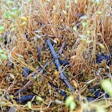 Attēlu rezultāti vaicājumam “Funaria hygrometrica sporophyte”