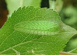 Attēlu rezultāti vaicājumam “Thecla betulae underside”