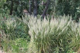 Attēlu rezultāti vaicājumam “Calamagrostis arundinacea”