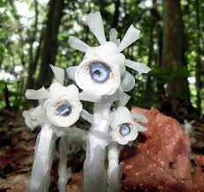 Image result for ギンリョウソウ