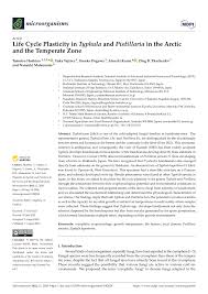 Attēlu rezultāti vaicājumam “Pistillaria sp.”