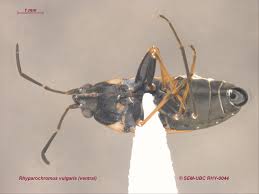 Image result for Rhyparochromus