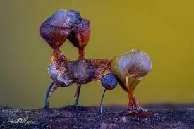 Attēlu rezultāti vaicājumam “Craterium sp.”