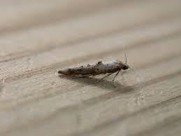 Attēlu rezultāti vaicājumam “Epermeniidae”