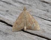 Attēlu rezultāti vaicājumam “Udea fulvalis”