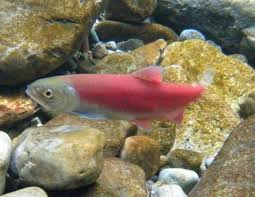 Image result for Oncorhynchus nerka