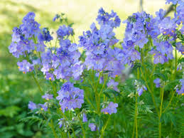 Attēlu rezultāti vaicājumam “Polemonium caeruleum flower”