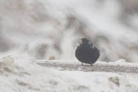 Image result for Melanocorypha yeltoniensis