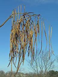 Attēlu rezultāti vaicājumam “Catalpa ovata”