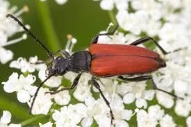 Attēlu rezultāti vaicājumam “Anastrangalia sanguinolenta”