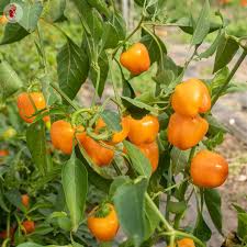 Afbeeldingsresultaat voor baby yellow sweet pepper