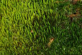 Attēlu rezultāti vaicājumam “Dicranum flagellare”