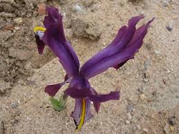 Attēlu rezultāti vaicājumam “Iris rosenbachiana flower”