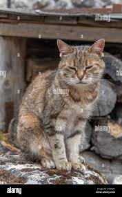 Attēlu rezultāti vaicājumam “Felis silvestris catus”