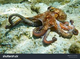 Image result for Octopus vulgaris
