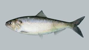 Image result for Alosa chrysochloris