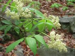 Attēlu rezultāti vaicājumam “Sambucus racemosa”