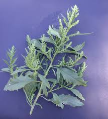 Attēlu rezultāti vaicājumam “Chenopodium acerifolium”