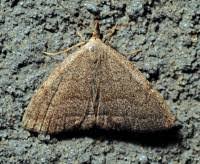 Attēlu rezultāti vaicājumam “Polypogon tentacularius”