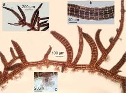 Attēlu rezultāti vaicājumam “Ceramium sp.”