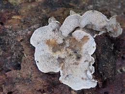 Attēlu rezultāti vaicājumam “Skeletocutis carneogrisea”