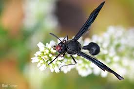 Attēlu rezultāti vaicājumam “Eumenidae”